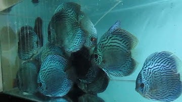 cá dĩa xanh coban khủng