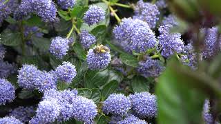 Celebrity Bees on ceanothus Wealth