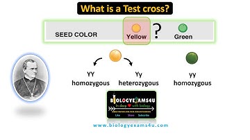 What is a Test Cross in Genetics? with example.