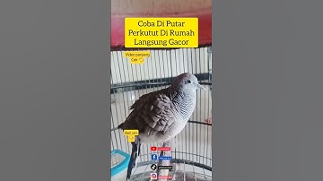 perkutut lokal alam manggung gacor masteran pancingan pikat merbuk turtledove #perkutut #gacor #bird