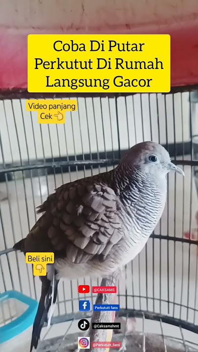 perkutut lokal alam manggung gacor masteran pancingan pikat merbuk turtledove #perkutut #gacor #bird