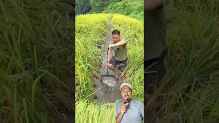 Dhan Bari Ma Machha Palan - Amazing Fish Farming in the Rice Field