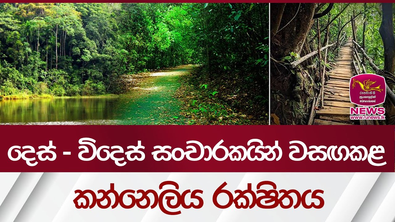 දෙස් - විදෙස් සංචාරකයින් වසඟකළ කන්නෙලිය රක්ෂිත වනය | Rupavahini News
