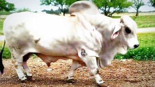 Grey Brahmans going to the pasture to meet the cows | JD Hudgins Ranch