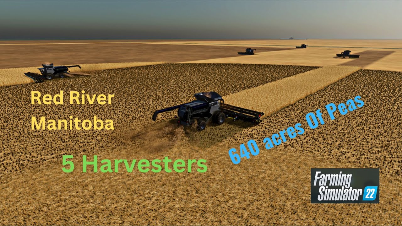 FS22 Red River Manitoba Harvesting 640 acres Of Peas 5 Harvesters, & 3
