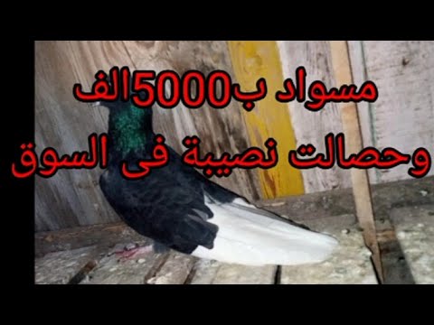اسمع حكايات مسواد 5000الف وأحلى كلام عن الحمام