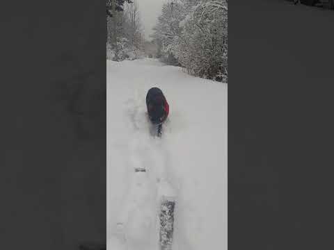 Кабан в снегу!