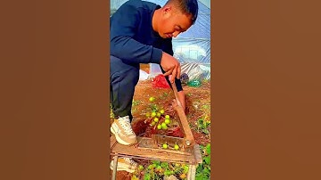 cool cutting tool for cutting grapes easily #shorts