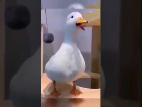 مشهد ماينمل منه