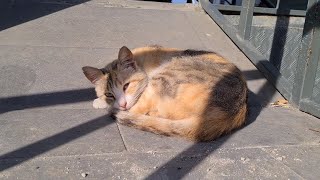 Cute stray cats sleep hungry because they can't find food.