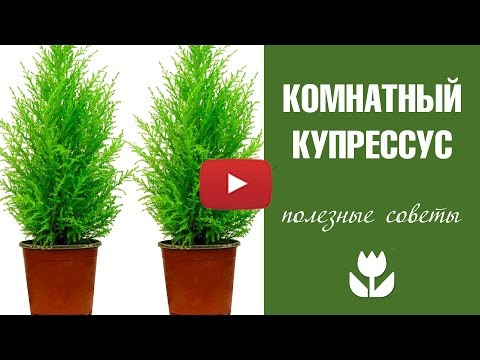 Купрессус комнатный 🌲 полезные советы