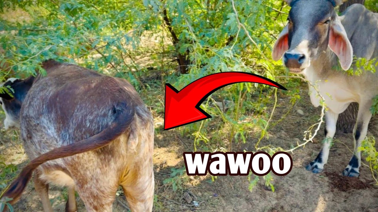 Energy ! My cow and bull full energy and masti moad happy moment wawoo