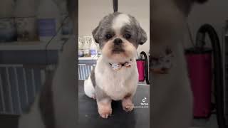 Shih tzu teddy bear style groom