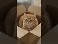 Cat sits in box #dogcare #pets #cutedogs #grooming #petgrooming #petcare #dogshorts #cutebunny #cat