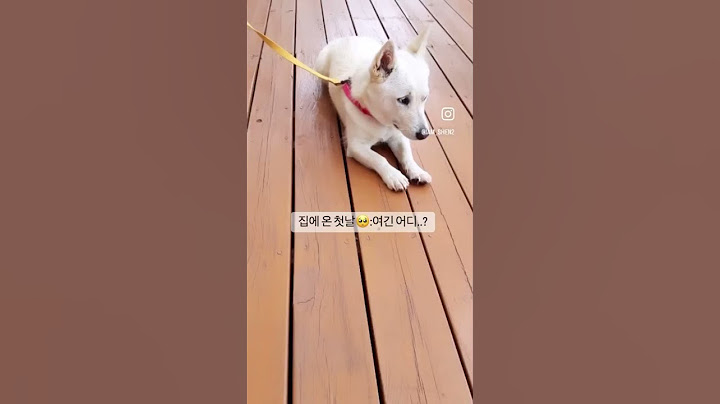 강아지입양 첫날과 2년후 #비포애프터 #강아지