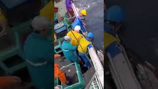Maguro 220 Cm Taisei Maru Kapal Tuna 19 Ton