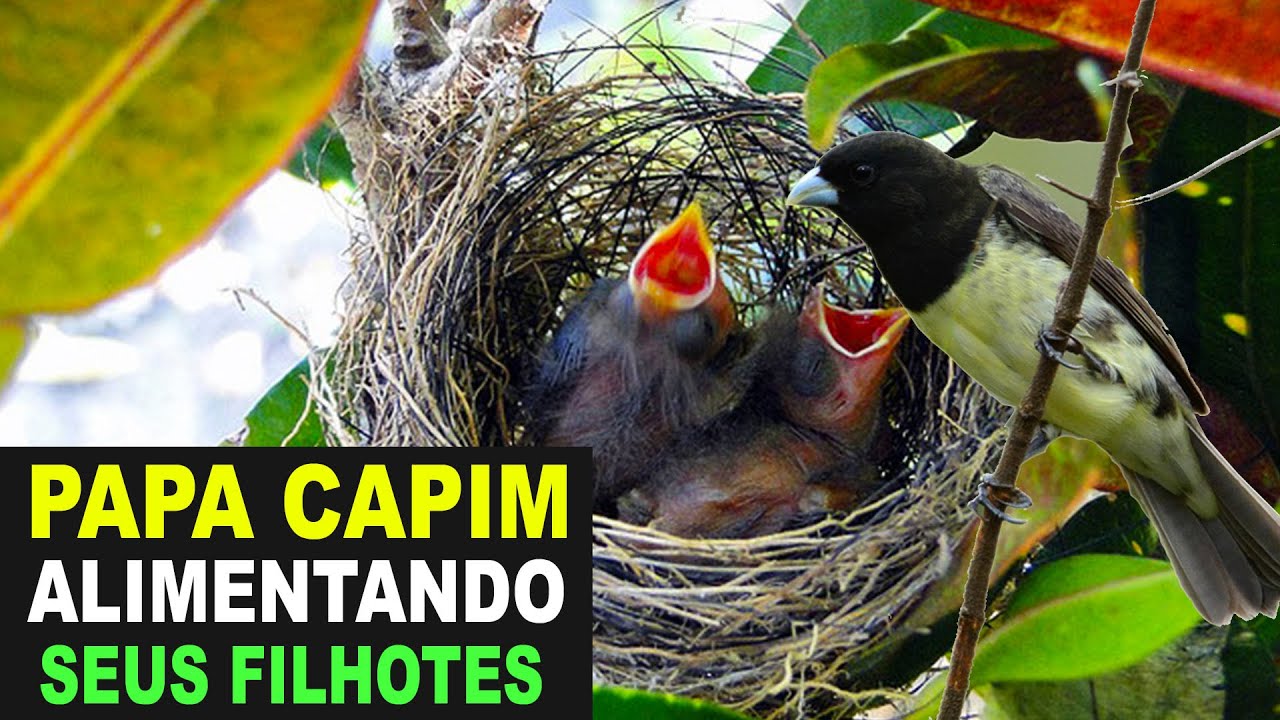 O pássaro Papa-capim cantando solto na natureza