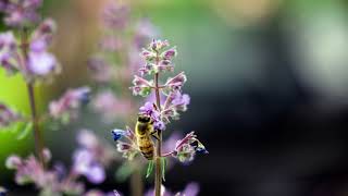 Macro Slide Show