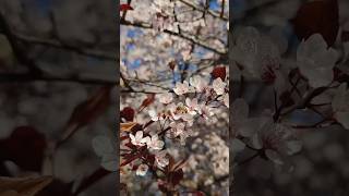 A Fading Spring Memory 🌸 Cherry Plum Blossoms | Nature Aesthetic #springmemory #flowers #argentina
