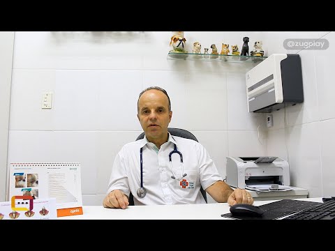 Vídeo: Diabetes Em Cães: Sintomas, Tratamento, Custo E Expectativa De Vida