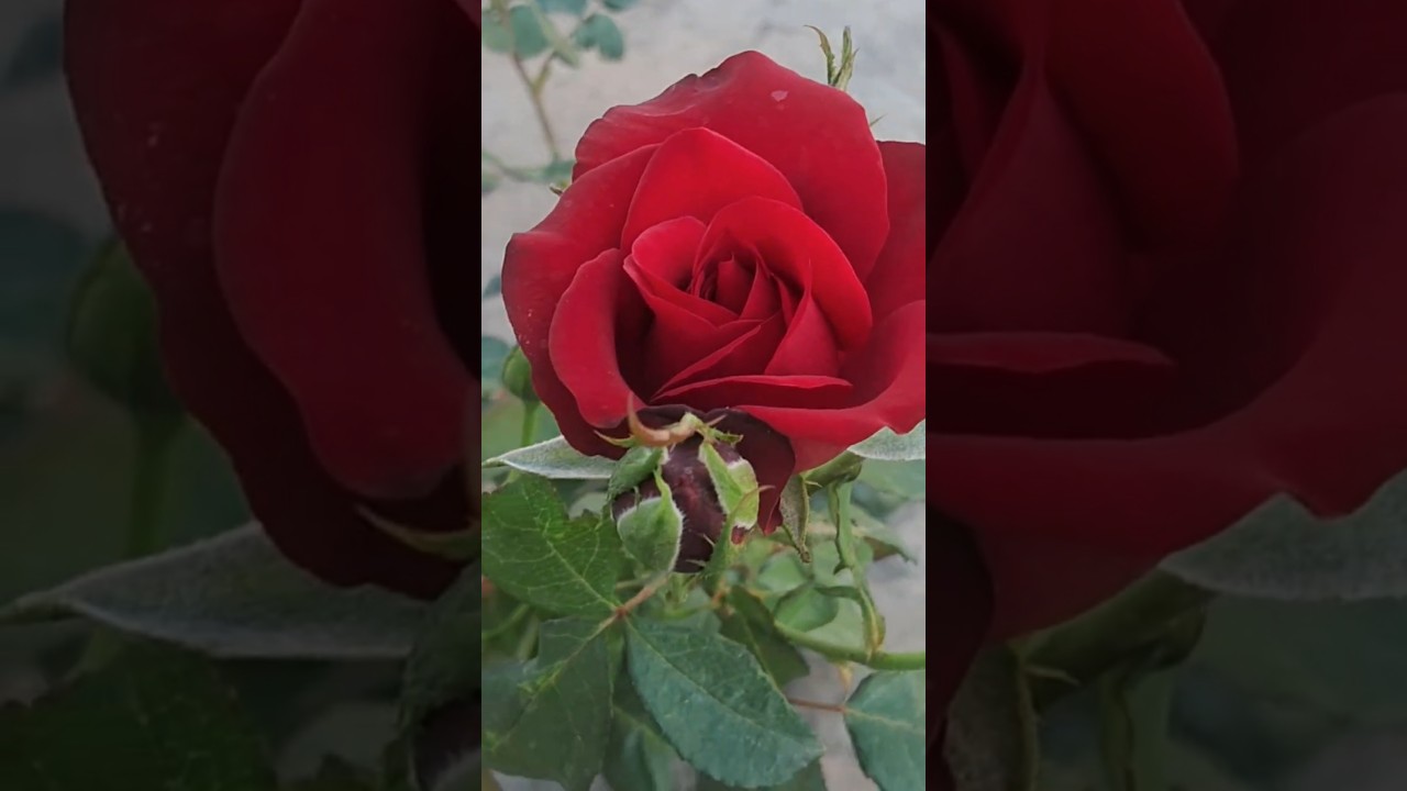 Rose - Ingrid Bergman 