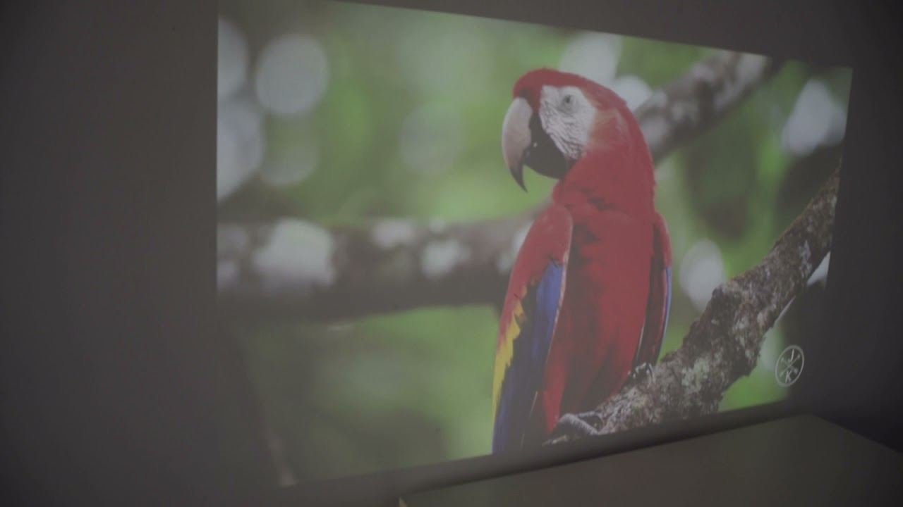 Wemax Go Advanced VS XGIMI Mogo Pro