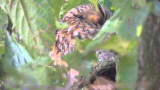 Ransuil - Asio otus - Long-eared owl