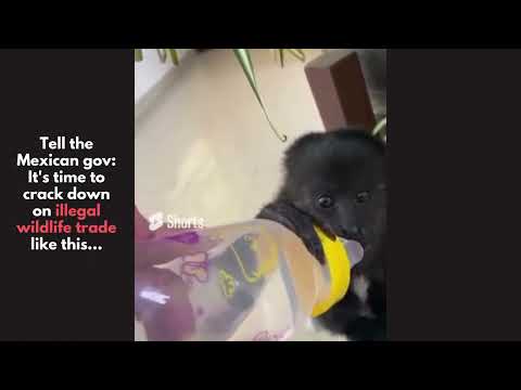 Saving Howlers, Jaguars and More From Pet Trade