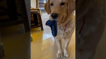 Do you still want a Golden Retriever? | Part 1 #shorts