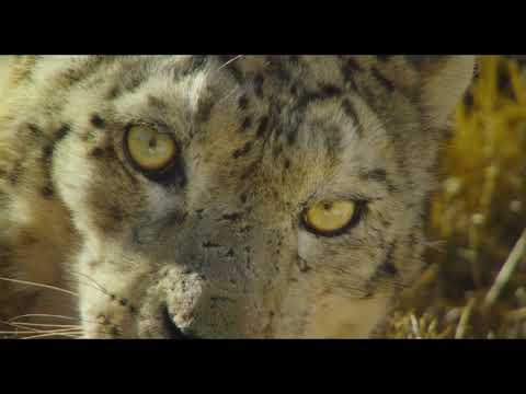 Disneynature Born In China Trailer 