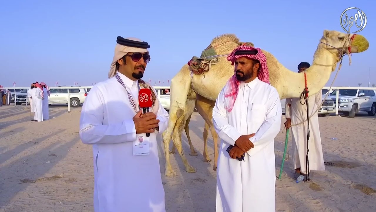 سوق الابل 2 | مهرجان قطر للإبل 2022 | جزيلات العطا