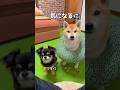 チビと作戦会議🤣🐶🎵 #柴犬 #チワワ #shorts