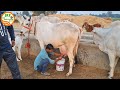 👍बिना पैर बांधे, Full Milking Video of 5 #Star #Haryana #Breed Cow.👍Handa Sir (88138 54754).👍