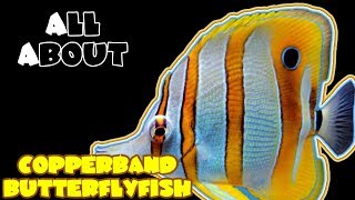 All About The Copperband Butterflyfish