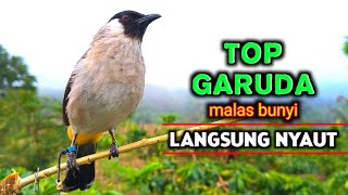 Kompilasi Suara Pikat Kutilang Paling Gacor