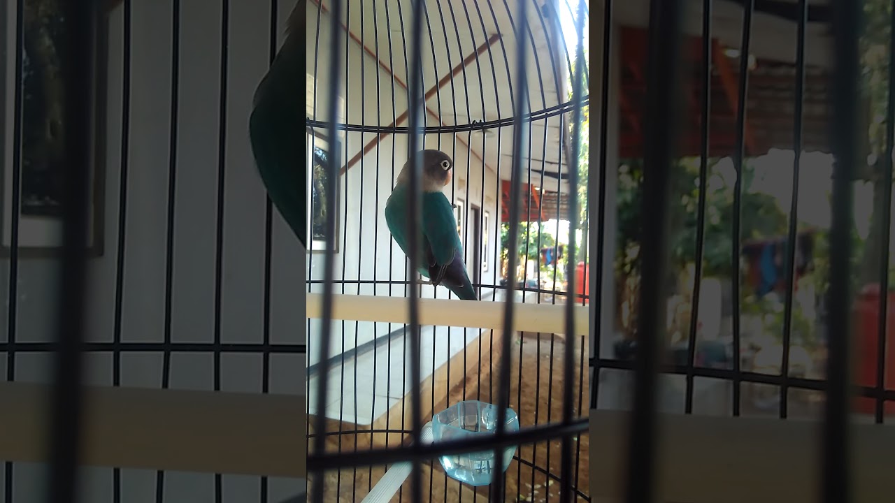 Burung lakbet ngekek panjang 