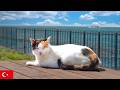 【作業用ネコ動画】イスタンブールの猫と環境音だけ3時間