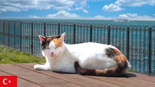 【作業用ネコ動画】イスタンブールの猫と環境音だけ3時間