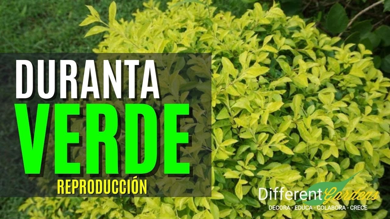 Reproducción de DURANTA VERDE