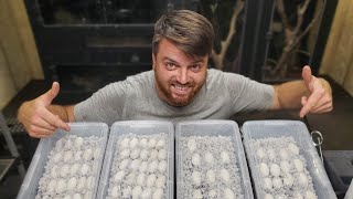 Looking INSIDE Tegu Eggs! Come See the FUTURE Generation!