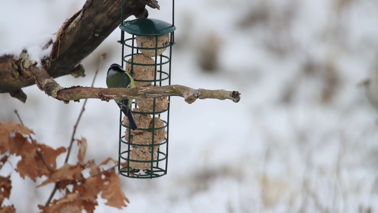 za silného vetra lietali len sýkorky belasé a vrabce poľné (3)