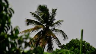 Beautiful Coconut Palm Dances in the wind Wind Rain Perfect Dancing On Coconut Tree Watch It In Landscape Mode