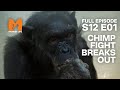 Chimp Fight Breaks Out Of Control | Season 12 Episode 1 | Full Episode | Monkey Life