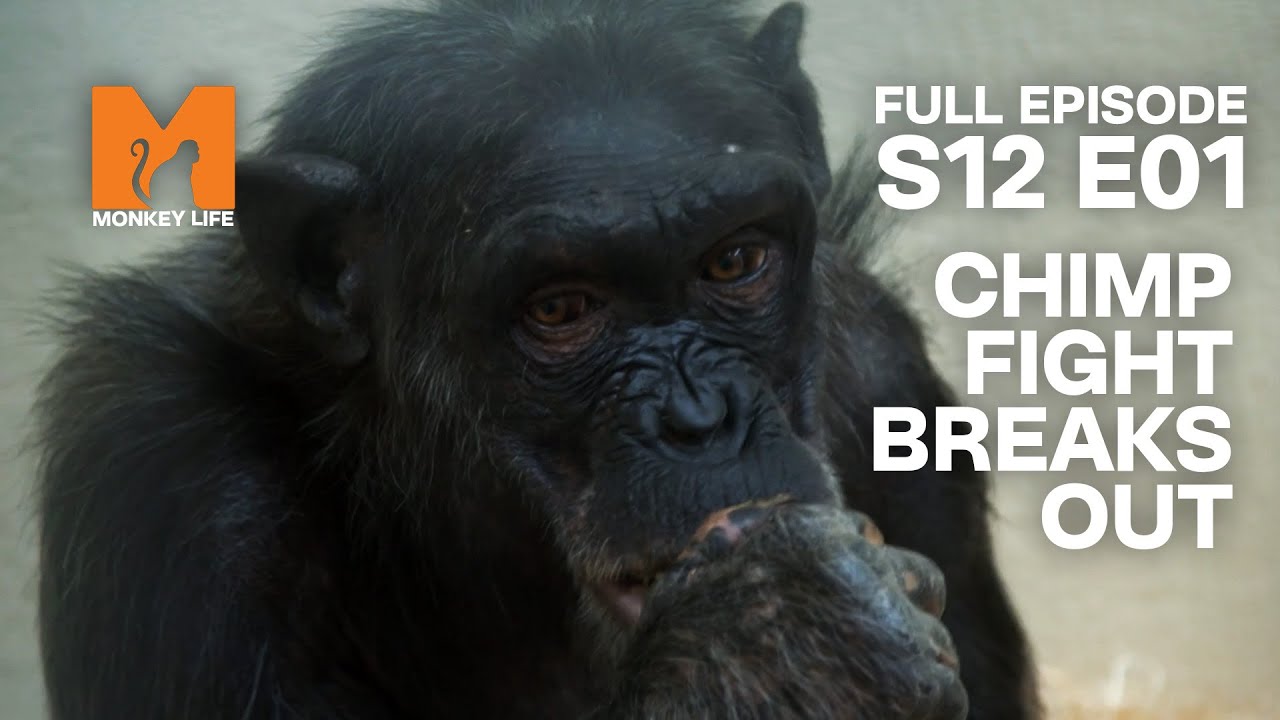 Chimp Fight Breaks Out Of Control | Season 12 Episode 1 | Full Episode | Monkey Life
