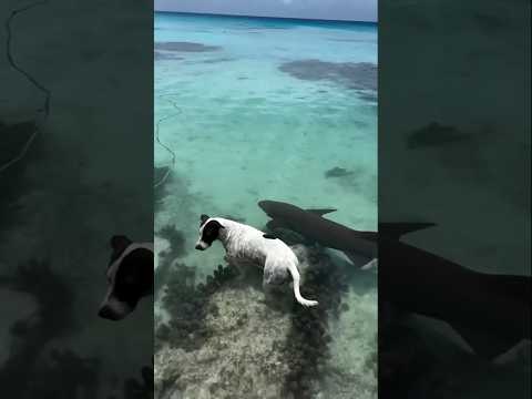 عجائب الحيوان الاكثر دهشة حيوانات الغابة البرية  الغابة الغابه عجيب  غرائب