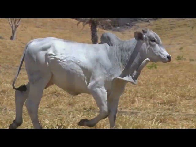 bateria 09 - LEILÃO FAZENDA SANTA TEREZA - REPRODUTORES DO FUTURO