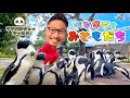 ペンギンとお友達になったよ！日本最大のペンギンたち☆ヒゲパパ＠アドベンチャーワールド　Zoo 　Aquarium 　Adventure World