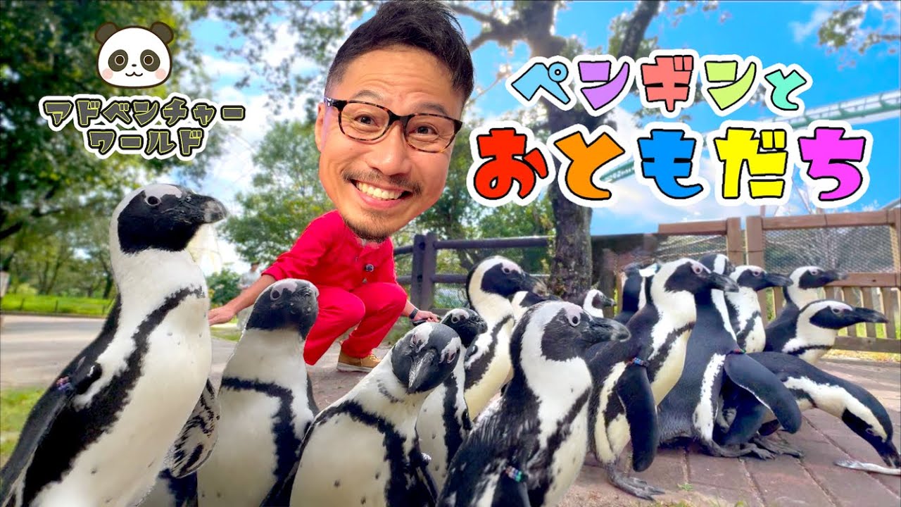 ペンギンとお友達になったよ！日本最大のペンギンたち☆ヒゲパパ＠アドベンチャーワールド　Zoo 　Aquarium 　Adventure World