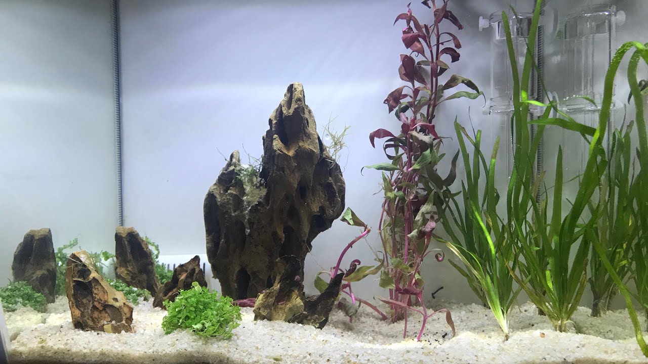 aquarium setup for cichlids New Tank!!