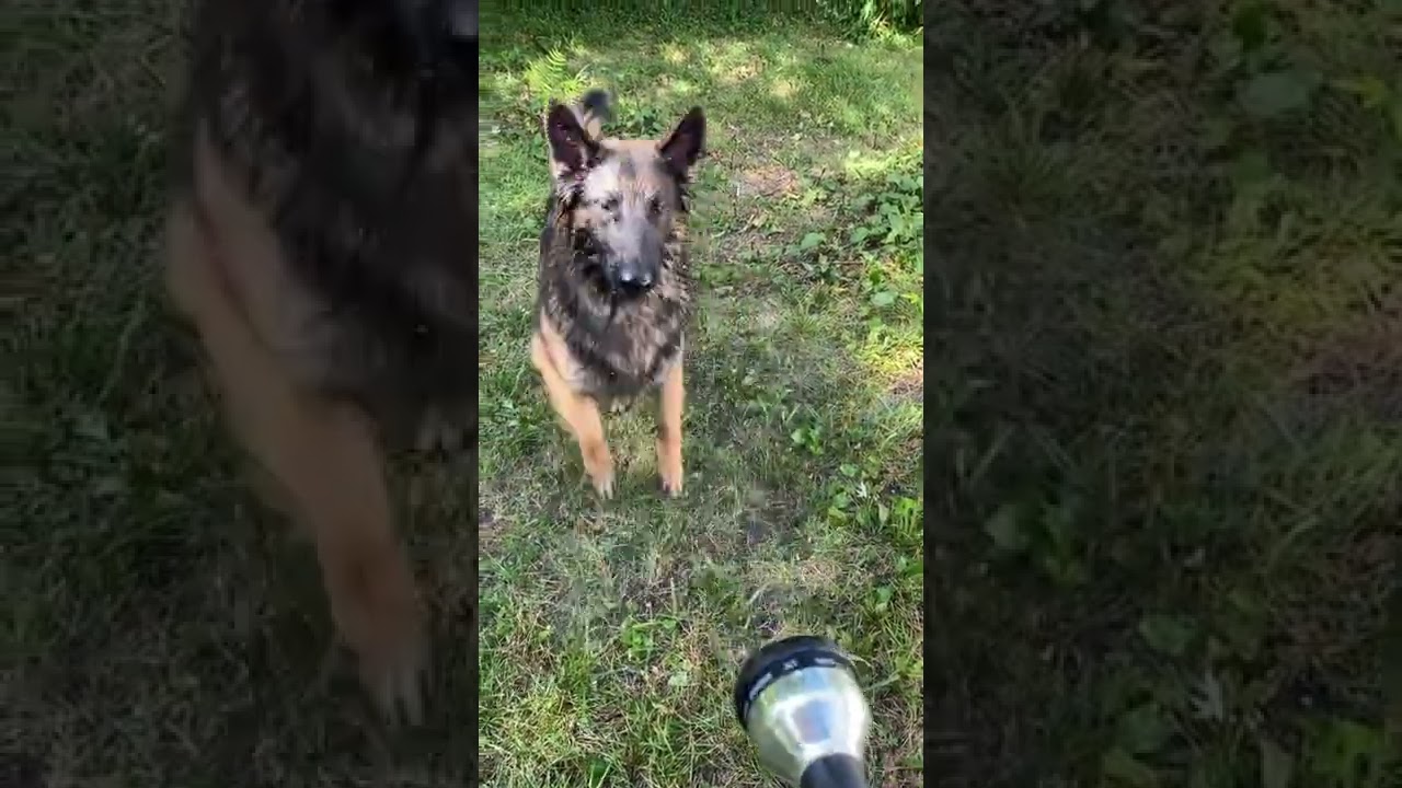 Dog Drinks Entire Stream Of Water From Hose